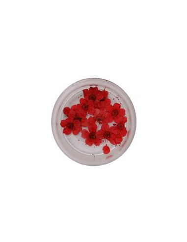 DM- Dried Flower Red RNDF 20-5